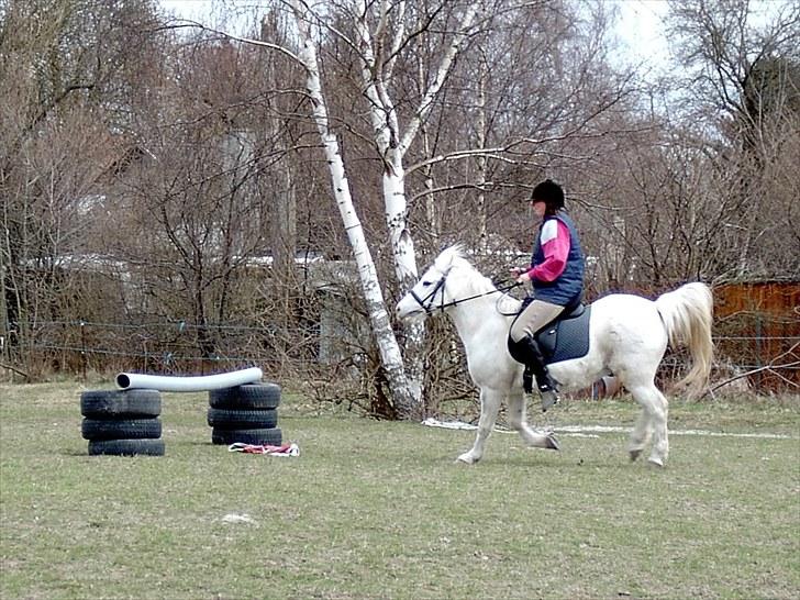 Welsh Pony (sec B) Samson (for altid savnet) billede 7