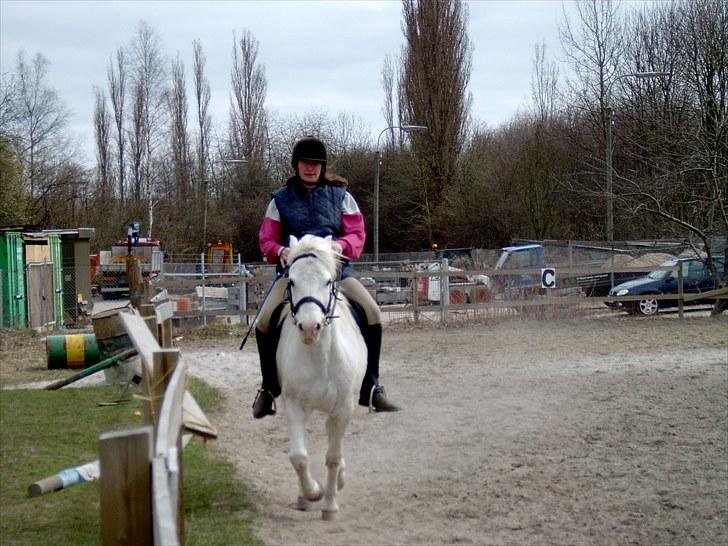 Welsh Pony (sec B) Samson (for altid savnet) billede 8