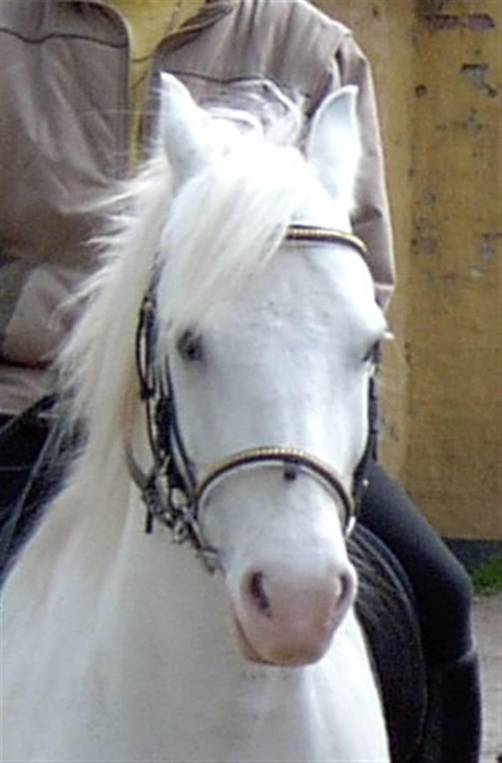 Welsh Pony (sec B) Samson (for altid savnet) billede 9