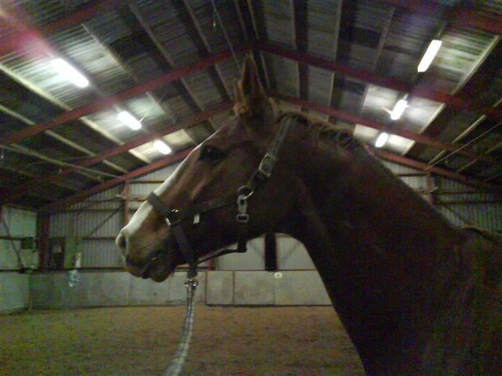 Dansk Varmblod Felix højgård (solgt) billede 1