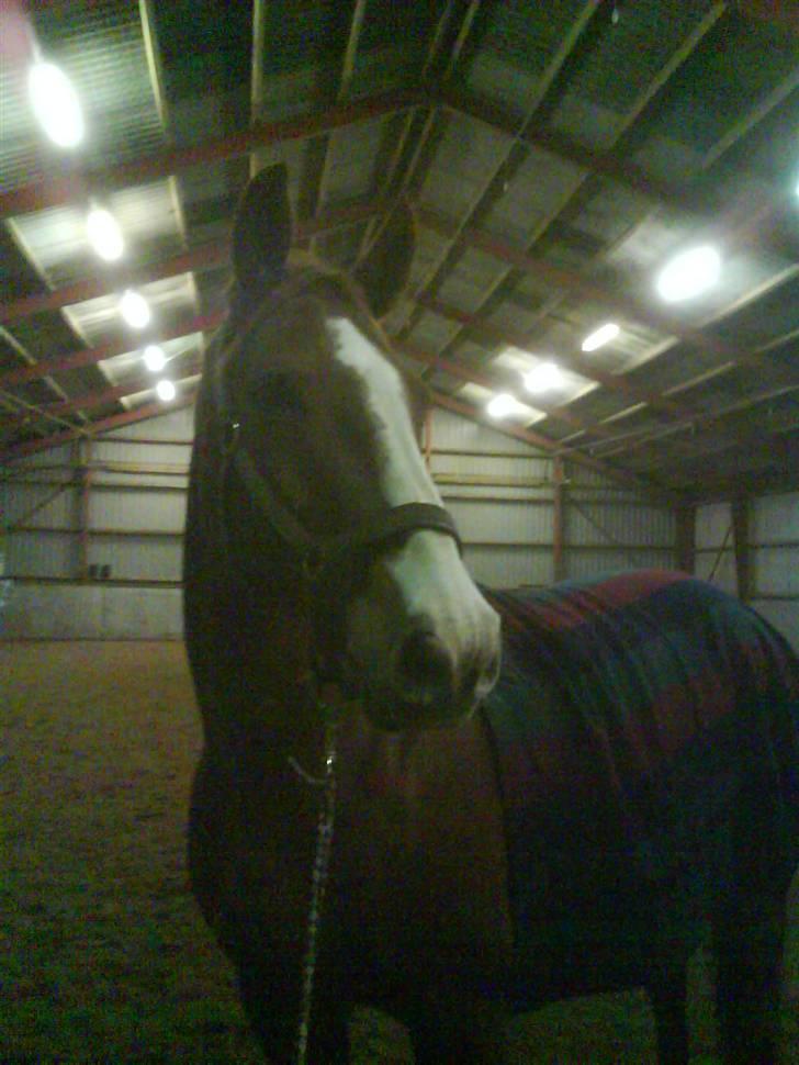 Dansk Varmblod Felix højgård (solgt) billede 2