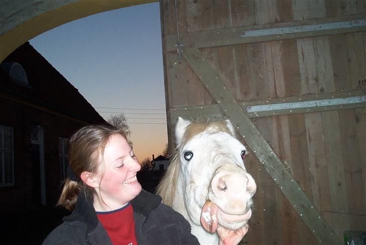 Welsh Pony (sec B) Samson (for altid savnet) billede 10