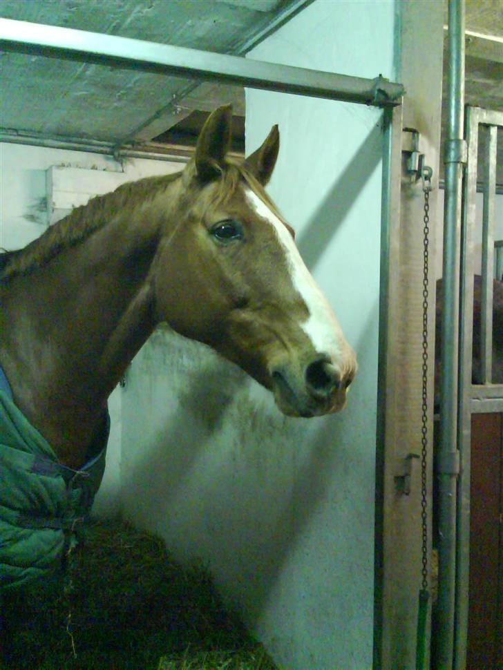 Dansk Varmblod Felix højgård (solgt) billede 3