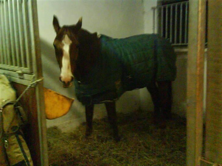 Dansk Varmblod Felix højgård (solgt) billede 4