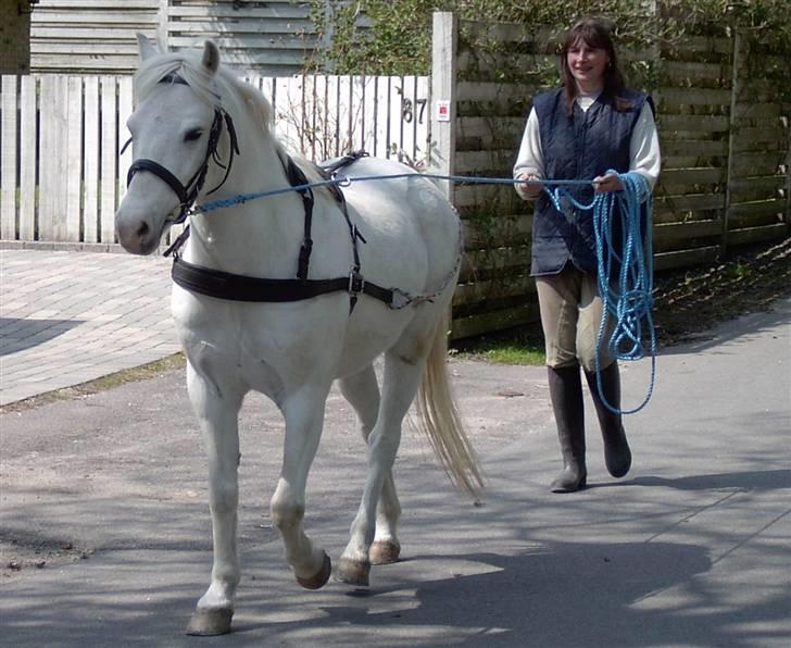 Welsh Pony (sec B) Samson (for altid savnet) billede 11