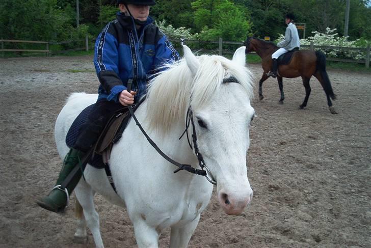 Welsh Pony (sec B) Samson (for altid savnet) billede 12
