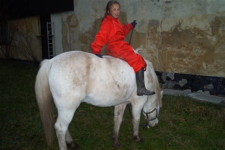 Welsh Pony (sec B) Samson (for altid savnet) billede 13