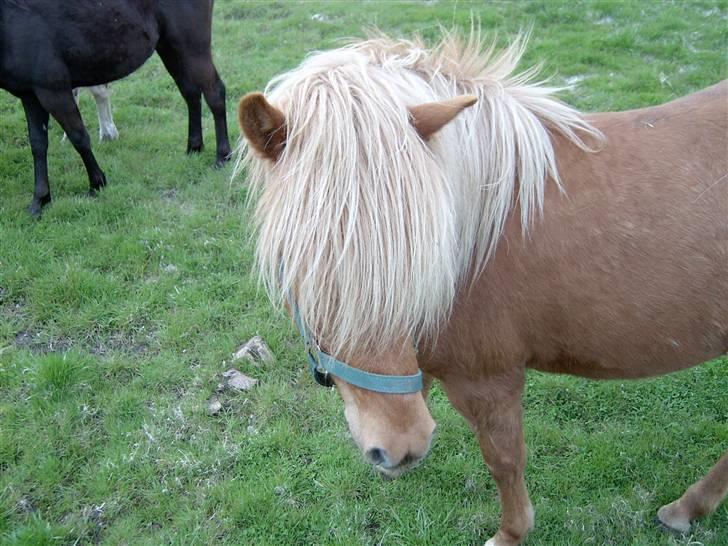 Islænder stjarna(for altid savnet) - stjarna du er så dejlig,sød,smuk og nutted du er min stjerne heste forever billede 6
