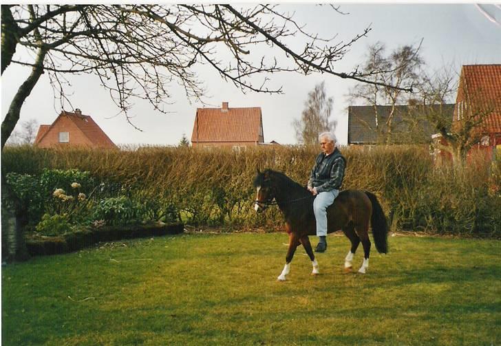 Welsh Mountain (sec A) Oliver *Solgt* - Farfar får lige en tur på Oliver.. Foto:  Mor billede 10