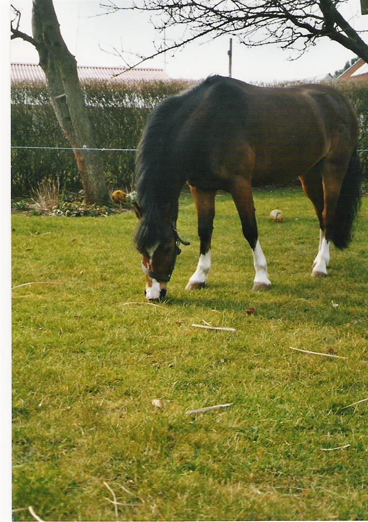 Welsh Mountain (sec A) Oliver *Solgt* - Oliver hjemme i haven . Foto: Min Mor billede 11