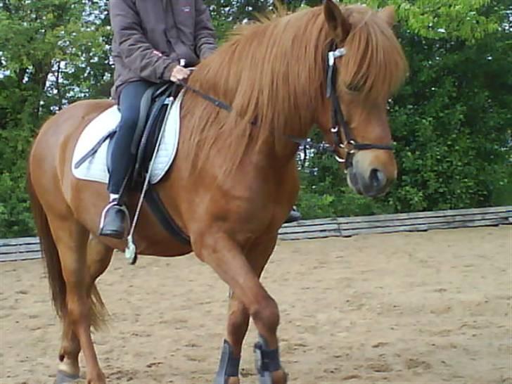 Islænder <3 Toke <3 :´) billede 9