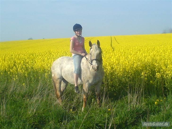 Anden særlig race Athene billede 1