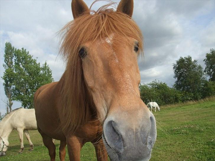 Islænder <3 Toke <3 :´) billede 15