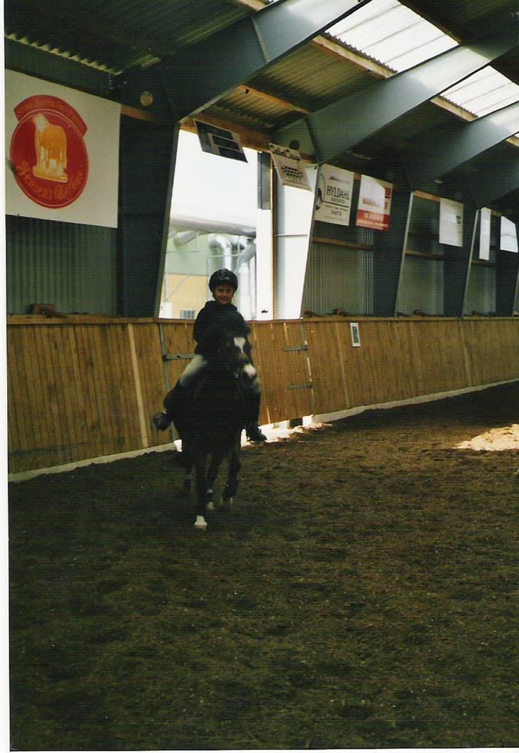 Welsh Mountain (sec A) Oliver *Solgt* - Springtime i fuld galop. det var så fedt.. billede 18