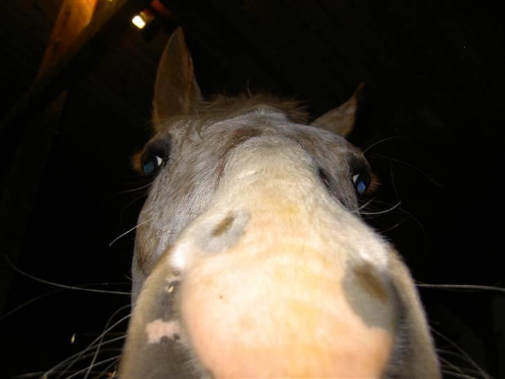 Anden særlig race Athene billede 2