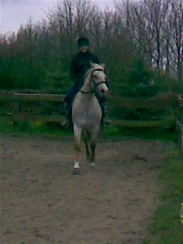 Anden særlig race Athene billede 3