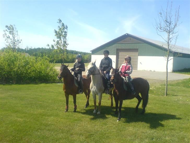 Anden særlig race Athene billede 5