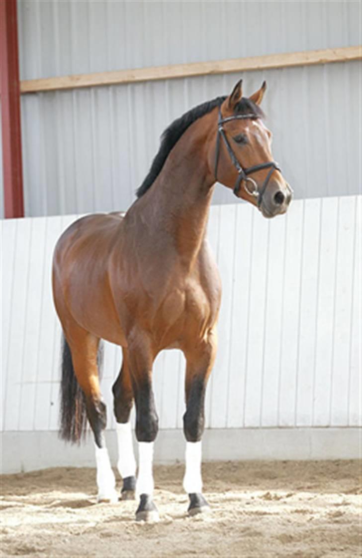 Oldenborg Talismann Nygaard *R.I.P* billede 2