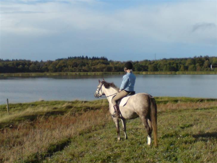 Sportsaraber (A) Miss Light billede 7