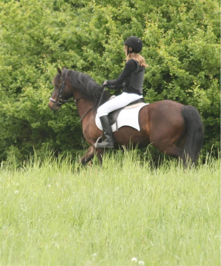 Welsh Pony af Cob-type (sec C) Ellekildes Luna - Ude i naturen <3 billede 14