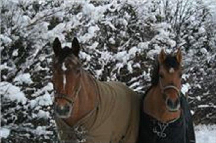 Appaloosa Rainbow*SOLGT 14/11-2009 RIP 17/2-14* - plet og soffi november 2010! :D billede 6