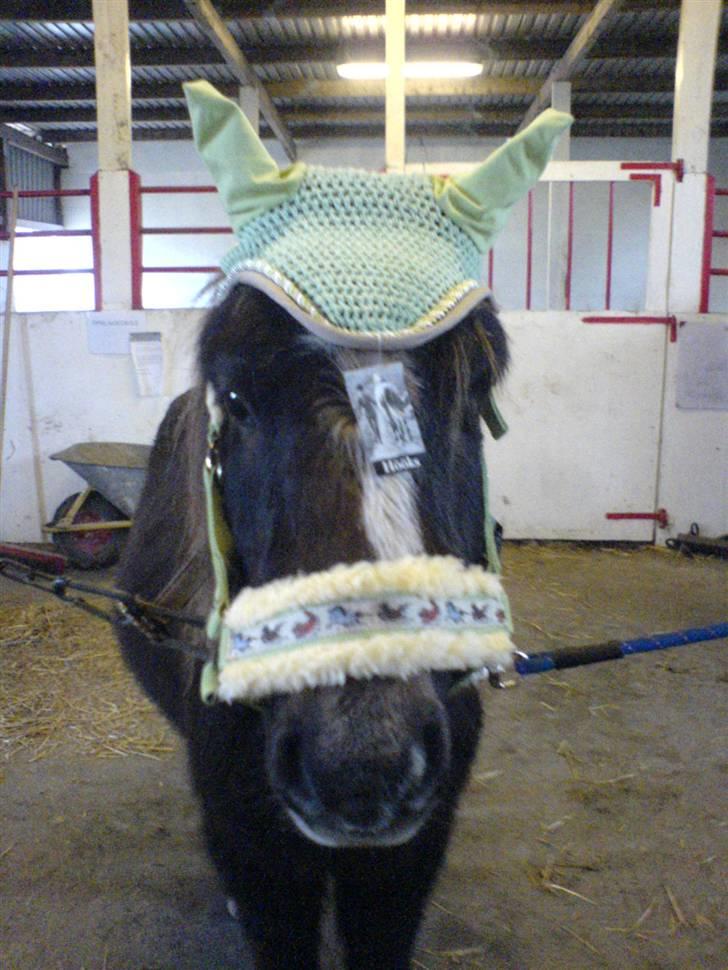 Anden særlig race Victor - Victor med hans nye hut og grime han har også de nye bandacher på billede 19