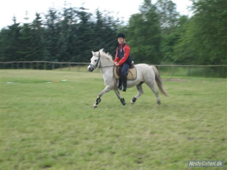 Welsh Mountain (sec A) Edelweiss Niller - Opvarmning billede 1