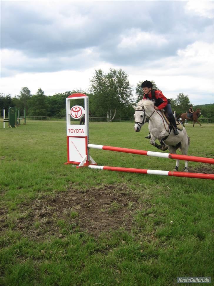 Welsh Mountain (sec A) Edelweiss Niller - Lodret billede 4