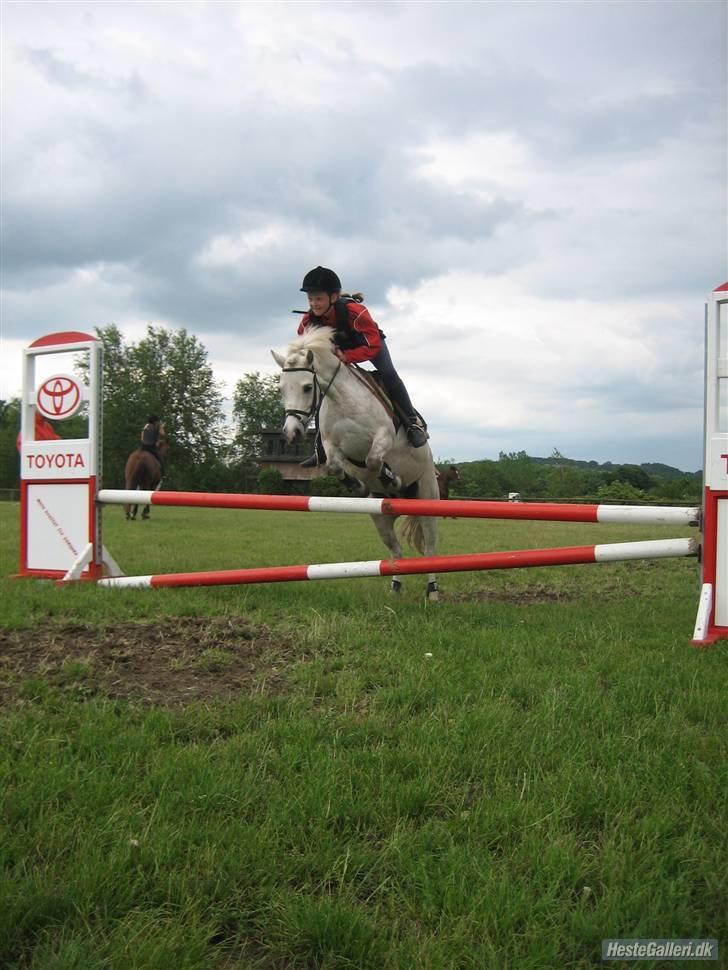 Welsh Mountain (sec A) Edelweiss Niller - uuu han elsker det billede 5