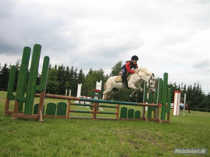 Welsh Mountain (sec A) Edelweiss Niller - Kaktus billede 7