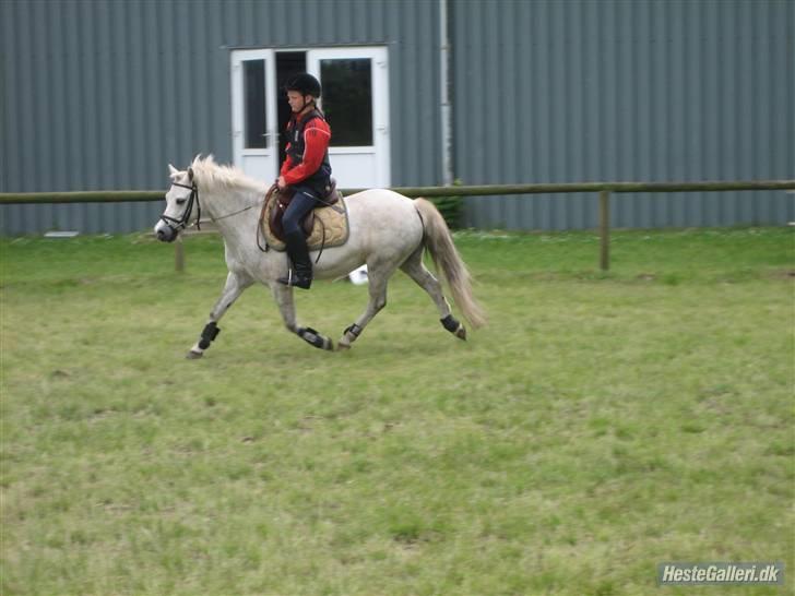 Welsh Mountain (sec A) Edelweiss Niller - Nu skal vi trave af billede 9