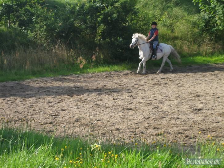 Welsh Mountain (sec A) Edelweiss Niller - Lidt galop billede 12