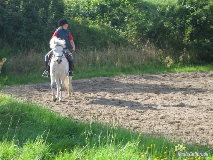 Welsh Mountain (sec A) Edelweiss Niller - skridt billede 13