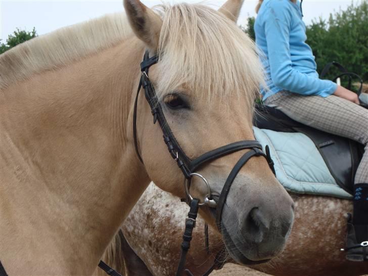 Fjordhest Pauline <3! [ Gl. part] - Velkommen til Pauline´s profil. Håber i vil lægge en kommentar og en bedømmelse!  billede 1