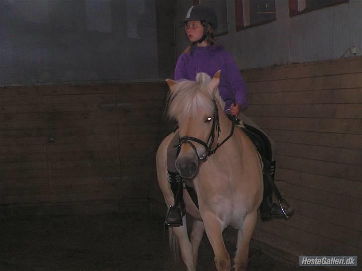 Fjordhest Pauline <3! [ Gl. part] - Ridetime, øver til stævne. Fotograf: Nana  billede 3