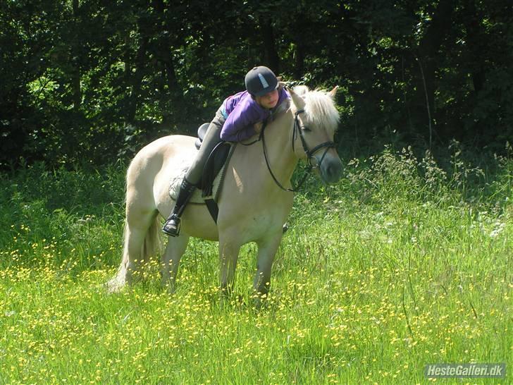 Fjordhest Pauline <3! [ Gl. part] - Kig lige her Pauline!! Fotograf: Nana billede 6