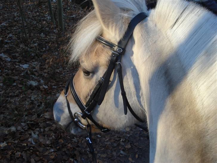 Fjordhest Pauline <3! [ Gl. part] - Ude i skoven. Fotograf: NElli billede 7