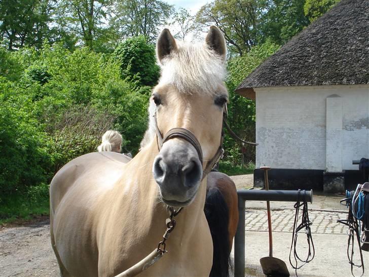 Fjordhest Pauline <3! [ Gl. part] - Pauline lidt hingste gal.. Fotograf: NElli billede 8
