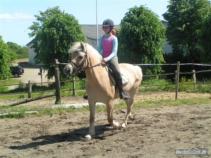 Fjordhest Pauline <3! [ Gl. part] - Pauline blev bange for noget så hun er meget opmærksom. Fotograf: Nana billede 9