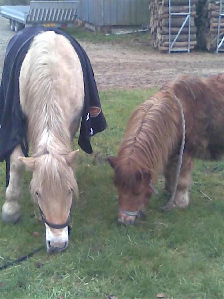 Fjordhest Valde  ***DØD*** - Valde og Mikkel   taget d. 16/12-08 billede 6