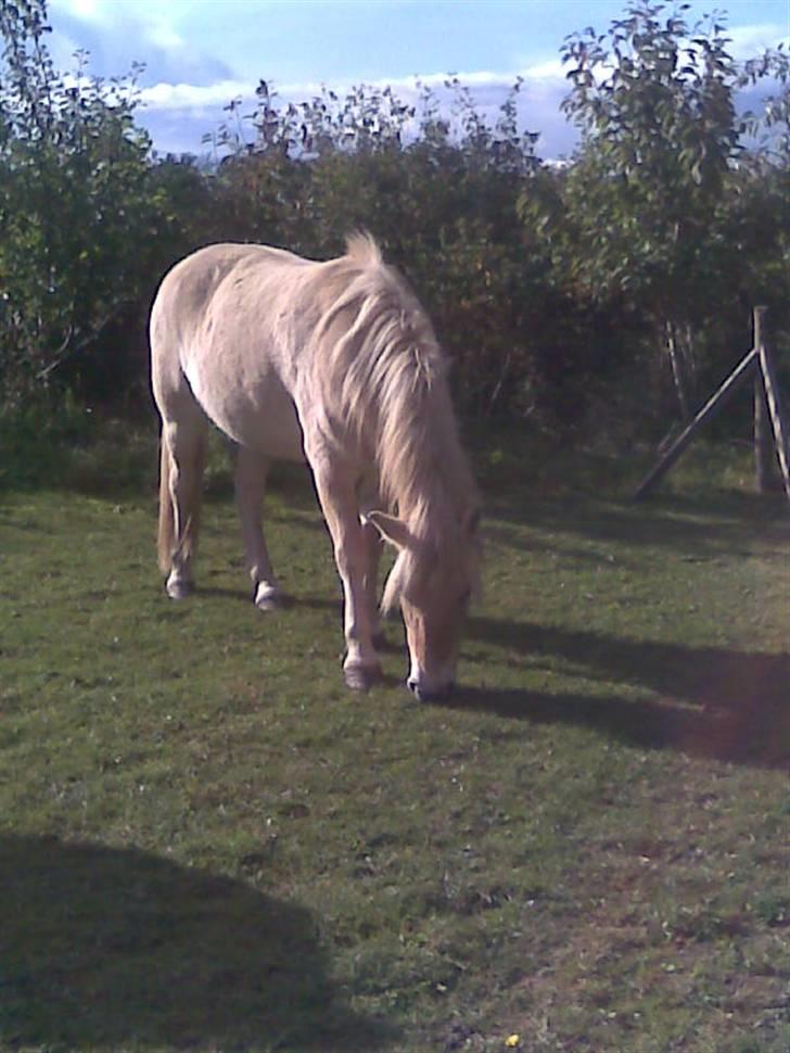 Fjordhest Valde  ***DØD*** - 24/10 billede 7