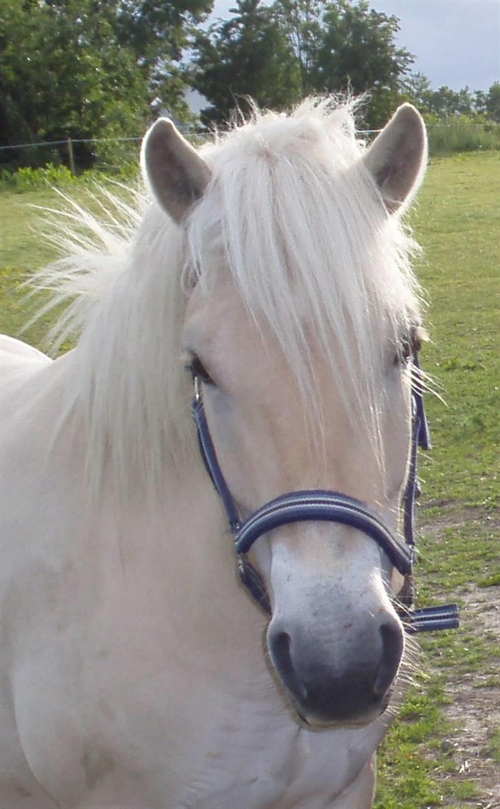 Fjordhest Valde  ***DØD*** - Valde - tager i sommeren 2009 billede 4