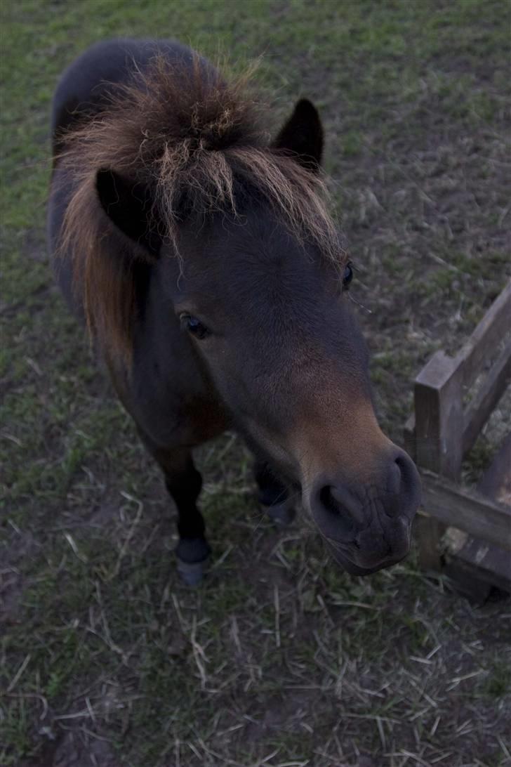 Shetlænder Max - hva laver du ? :D  .. foto kenneth billede 2