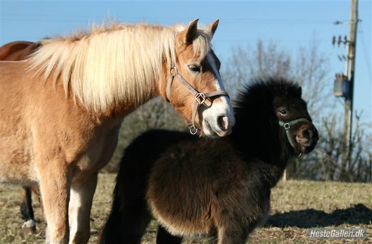 Shetlænder Max - mig og Jade :) billede 3