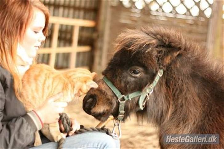 Shetlænder Max - hilser lige på katten Filur .. ( jeg elsker katte ) .. billede 5