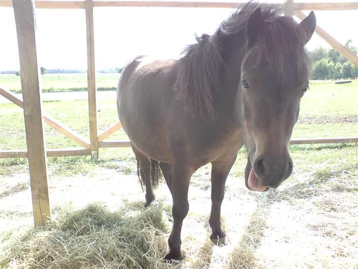 Shetlænder Max - står lige i skyggen af det nye læskur :D .. foto mig . billede 6