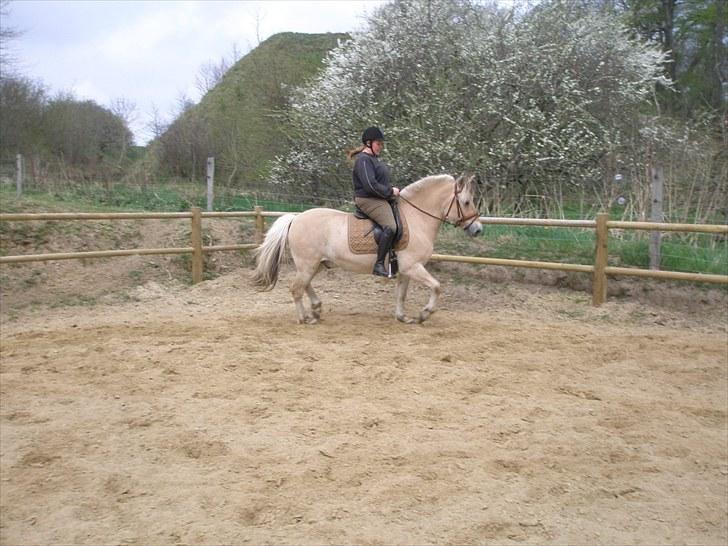 Fjordhest Fabian billede 7