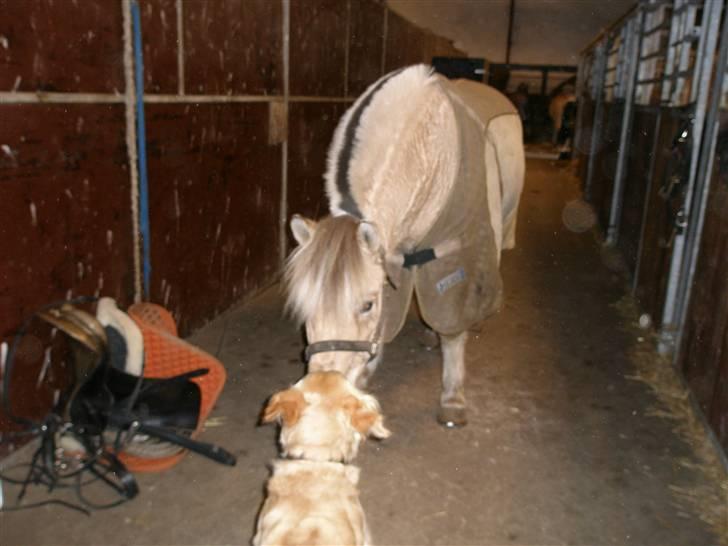 Fjordhest Fabian billede 8