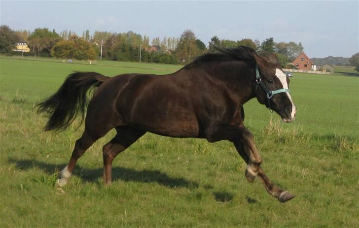 New Forest Luna - Luna er lige kommet på fold efter hun havde fået ordnet tænder af dyrlægen. Så var der knald på!! billede 15