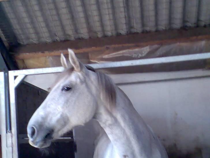 Anden særlig race Beauty - R.I.P. 30.7.2009 billede 1